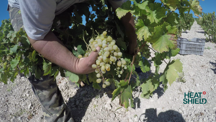 Grape picking in Cyprus. Picture: Taylor & Francis and Heatshield