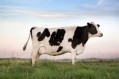 How much freedom should cows have? Image Source: Getty Images/DaydreamsGirl